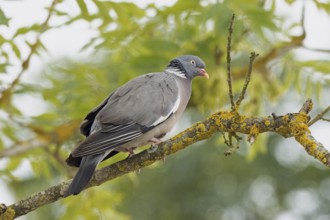 Wood pigeon standing on branch looking right