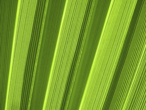 Macro of tropical palm leaf