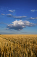 The field after harvesting in sunny day. Picture with mowed wheat field under sunny day. Czech