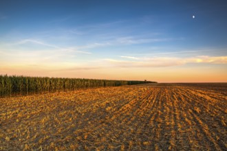 Lookout tower between corn field and empty field after harvesting. Panorama picture with mowed