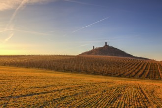 Hazmburk Castle and apple Orchard Rows in spring. Fruit trees over bright blue sky. Apple orchard