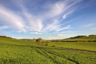 Spring fields in the Central Bohemian Uplands, Czech Republic. The Central Bohemian Uplands (Ceske
