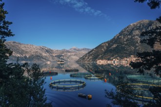Fish farm in Montenegro. The farm for breeding and fish farming in the Bay of Kotor