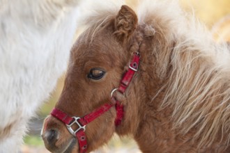 Detail of beautiful very young horse