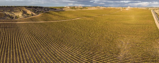 Field of vines, Aranda de Duero, Burgos province, Spain, Europe