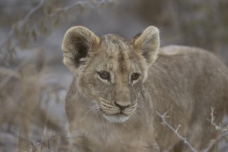 Lion cub (Panthera leo juvenil), Hyena pan private game reserve, Khwai river area, Okavango Delta,