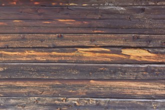 Closeup of old weathered wood wall, useful for grunge backgrounds