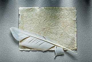 Vintage crumpled paper sheet feather on grey surface