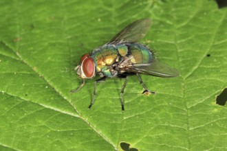 Bottle Fly, Lucilia spec., Blow fly