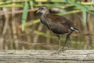 Young common moorhen (Gallinula chloropus) resting on a tree trunk in a river. Bas-Rhin, Alsace,
