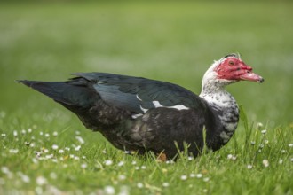 Muscovy duck (Cairina moschata) in a park in spring. Bas-Rhin, Collectivite europeenne d'Alsace,