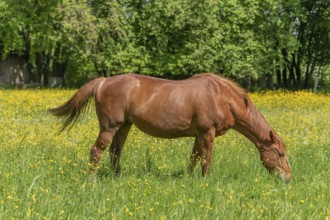 Horse in a green pasture filled with yellow buttercups. Bas-Rhin, Collectivite europeenne d'Alsace,