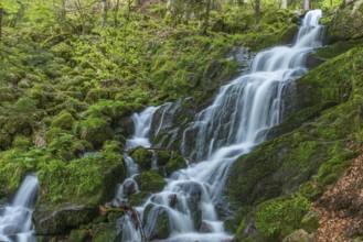 Fresh and beautiful waterfalls in a mountain torrent in spring. La Serva, Champ du feu, Vosges,