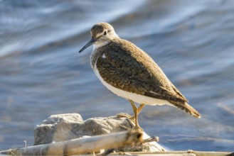 Common Sandpiper Water Bird (Actitis hypoleucos)