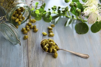 Capers pickled with plant and caper plant flower on vintage spoon