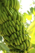 Canarian Banana plantation Platano in La Palma Canary Islands
