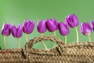 Basket pink tulips flowers in a row group line arrangement