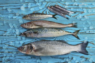 Fresh fishes mix hake seabass sardine mackerel anchovies