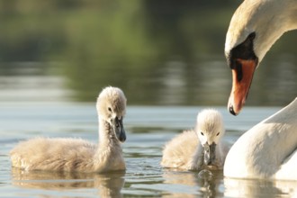 Young swans on a sunny spring morning