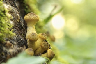 Mushrooms growing on a tree trunk in the forest