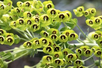 Close photo of a beautiful Mediterranean Spurge in Gargano, Southern Italy