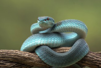The white-lipped pit viper, is a venomous pit viper species endemic to Southeast Asia