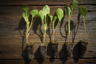 Cabbage cauliflower seedlings sprouts ready for plant out or trasplant in field