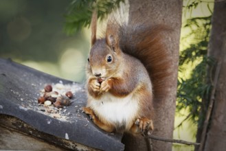 Squirrel sits casually on a roof and eats nuts
