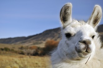 Patagonian Llama