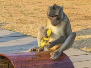 A macaque monkey with his loot at the West Gate of Angkor Wat, Siem Reap, Cambodia, Asia
