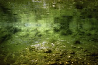 Rocks underwater on riverbed covered with green algae, water quality
