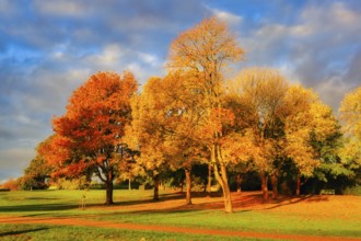 Vibrant fall foliage in the park on a beautiful, sunny morning of autumn. October 2020