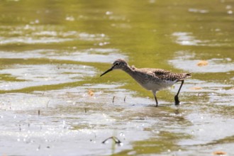 Sandpiper, Wood sandpiper in Shallow Water (Tringa glareola) Wader Bird Sandpiper