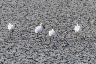 Eurasian Spoonbill Standing on Dry Pond (Platalea leucorodia)