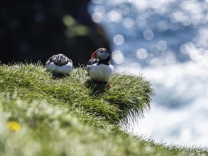 Puffin (Fratercula arctica) on a grassy slope, Heimaey Island, Westman Islands, Iceland, Europe