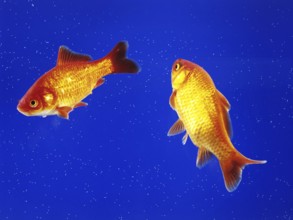 Two goldfish swimming in an aquarium, animals, fish, goldfish studio shot, Lower Saxony, Federal