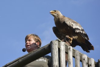 Falconer Ilka Simm-Schönholz with eagle at the falconry centre in Potsdam