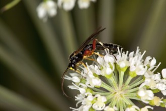 Tenthredo atra, plant wasp, saw fly