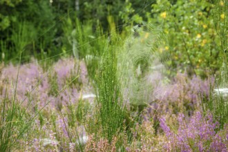Autumn atmosphere in the nature reserve Trupbacher Heide in Germany with blooming heather at