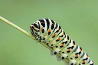 Swallowtail, Papilio machaon, caterpillar