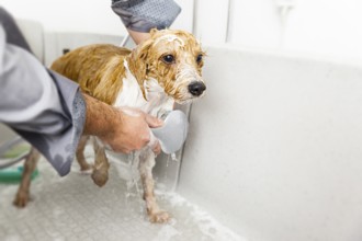 An image of bathing a cute dog