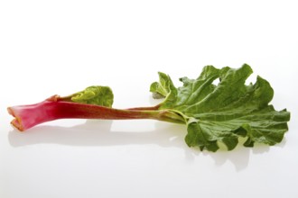 Fresh rhubarb stalk on a light-coloured background