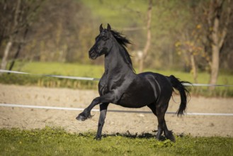 Frisian gelding in the pasture in autumn