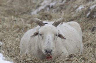 A sheep with horns lies in the straw on snow-covered ground, sheep, borken, münsterland, germany