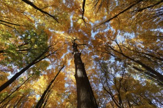 Nature, autumnal forest, view from below into the tree tops, Province of Quebec, Canada, North