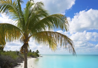 Holbox Island paradise beach palm trees in Quintana Roo of Mexico
