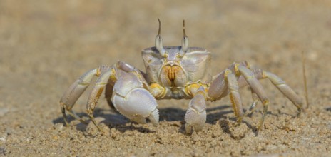Horned ghost crab, beach, mudflat, horned eye sand crab, Indo-Pacific riding crab, Geisetr crab,