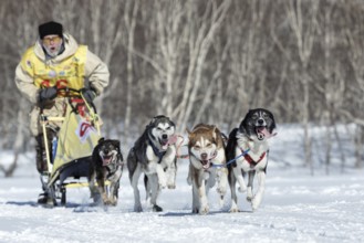 PETROPAVLOVSK, KAMCHATKA PENINSULA, RUSSIA, FEB 25, 2017: Running Alaskan Sled Dog team Kamchatka