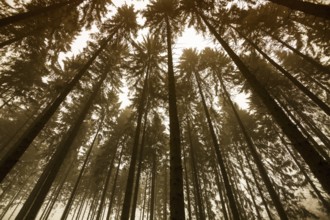 Traumatic forest