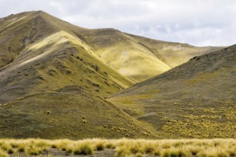 Tussocks and yellow rolling hills near Lindis Pass in Central Otago on the South Island of New
